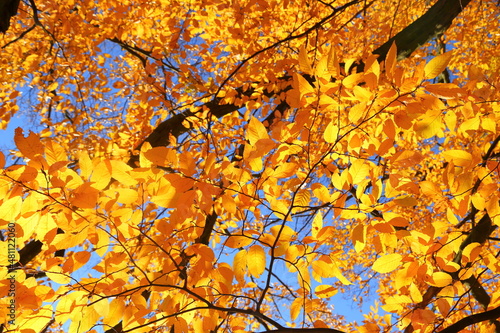 Hornbeam leaves.