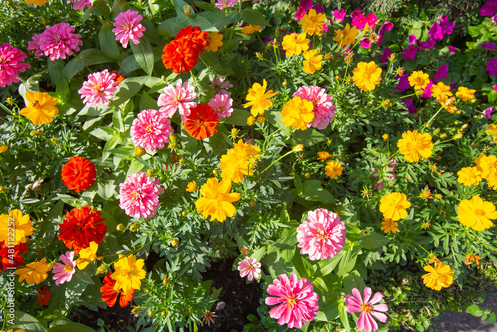 Colorful Zinnia flowers is beautiful in garden