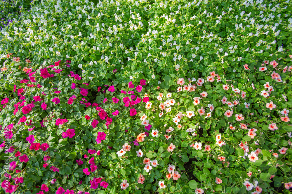 Beautiful Impatiens and Torenia Fournieri flowers in nature garden