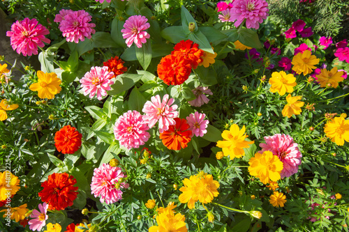 Colorful Zinnia flowers is beautiful in garden