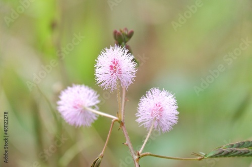 In selective focus a sweet pink Mimosa Pudica blossom in a tropical field with blurred green background