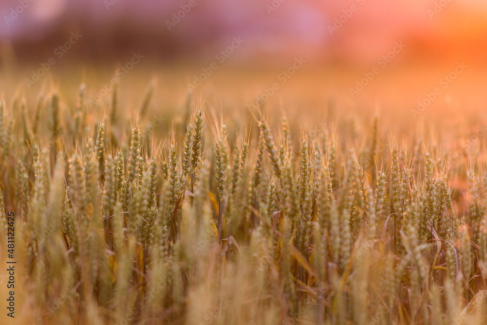 Fototapeta premium Wheat filed in golden hour 