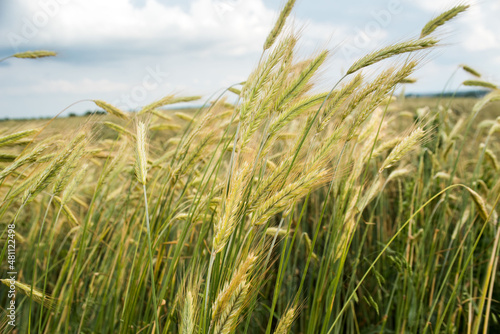 Wheat filed in golden hour 