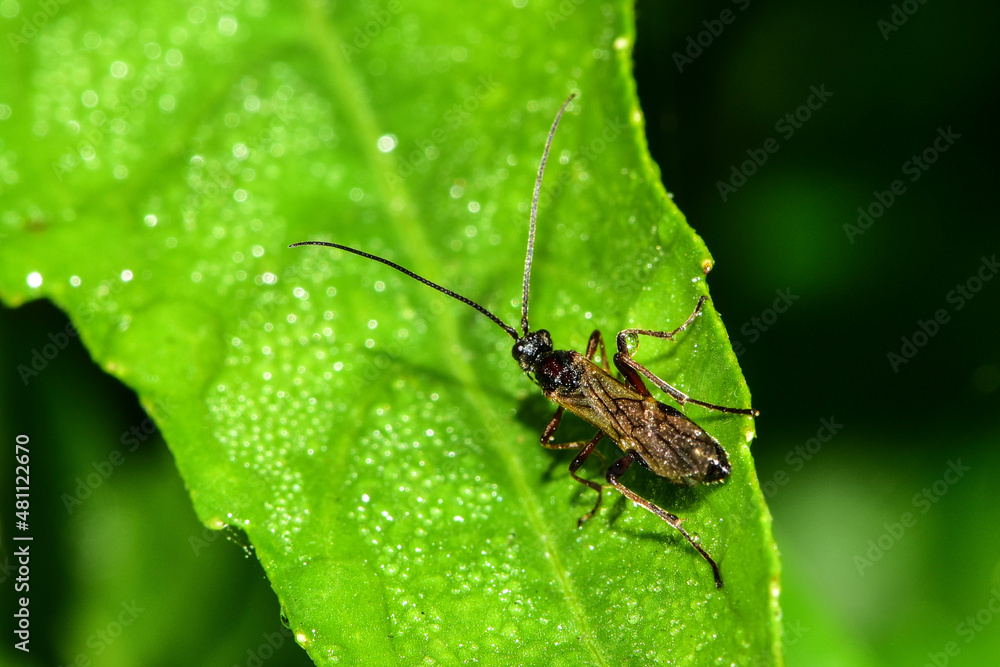 Insects inhabiting wild plants Insects inhabiting wild plants