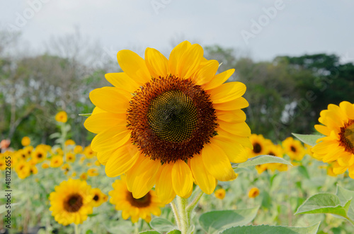Zoom in single beautiful fresh and big yellow sunflower in the garden