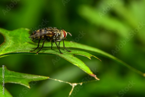 Insects inhabiting wild plants