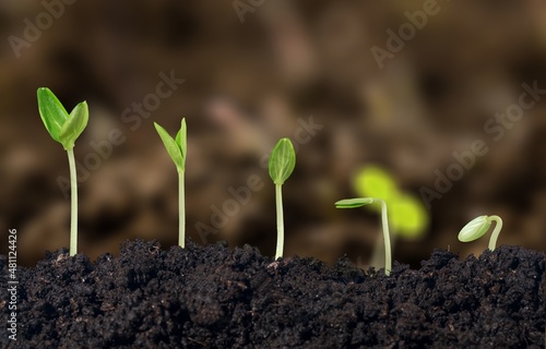 Tableau sur toile Little green seedlings growing in fertile soil