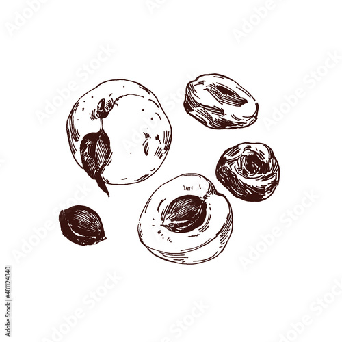 Apricot drawing, dried apricot fruits, close up food illustration, line art flat style drawing, simple doodle sketch isolated on white