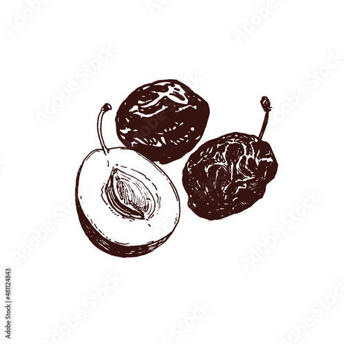 Drawing of dried plum fruits, hand drawn prunes, close up food illustration, line art flat style drawing, simple doodle sketch isolated on white