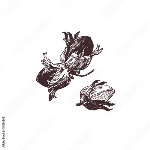 Hazelnut drawing, hand drawn forest nuts, close up food illustration, line art flat style drawing, simple doodle sketch isolated on white