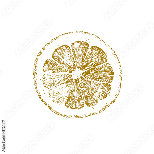 Single lemon slice, ink drawing isolated on white, food illustration
