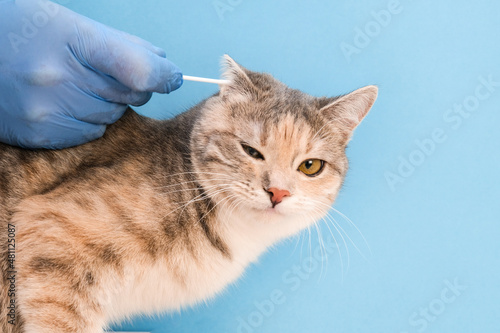 veterinary clinic. cleaning the cat's ears with an ear stick. veterinarian in disposable gloves