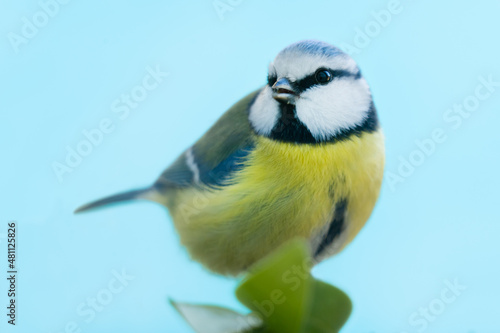 Eurasian blue tit in large close-up facing camera against blue sky on twig with green leaves