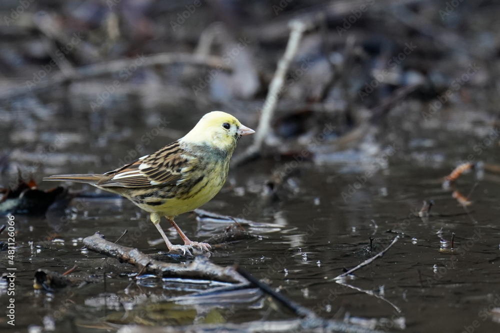 mutant of black headed bunting in the forest mutant of black headed bunting in the forest