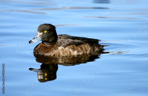 The adult female tufted duck (Aythya fuligula) is brown with paler flanks. Gold-yellow eyes. Migratory Waterbird. photo