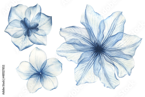 Watercolor floral illustration, dusty red and blue flowers with transparent petals, rose, tulips, clematis, bluebell and daffodils. Hand drawn watercolor illustration on a white background.