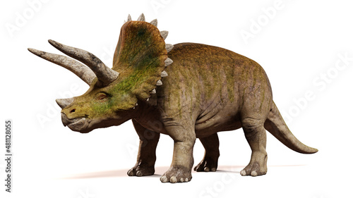 Fototapeta Naklejka Na Ścianę i Meble -  Triceratops horridus, dinosaur isolated on white background, front view (3d render) 