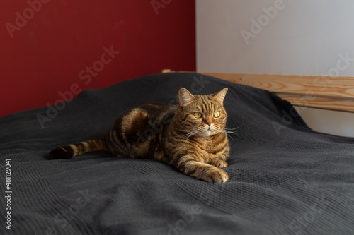 cute brown tabby cat lies on bed at home. Scottish straight cat breed. World pet day