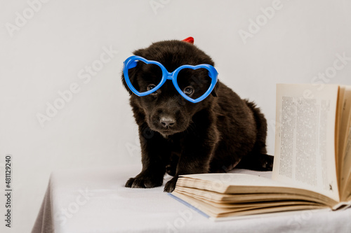 black puppy with blue toy glasses is lying on a book