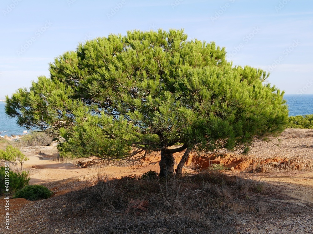 Fototapeta premium Pin parasol de l'Algarve au sud du Portugal