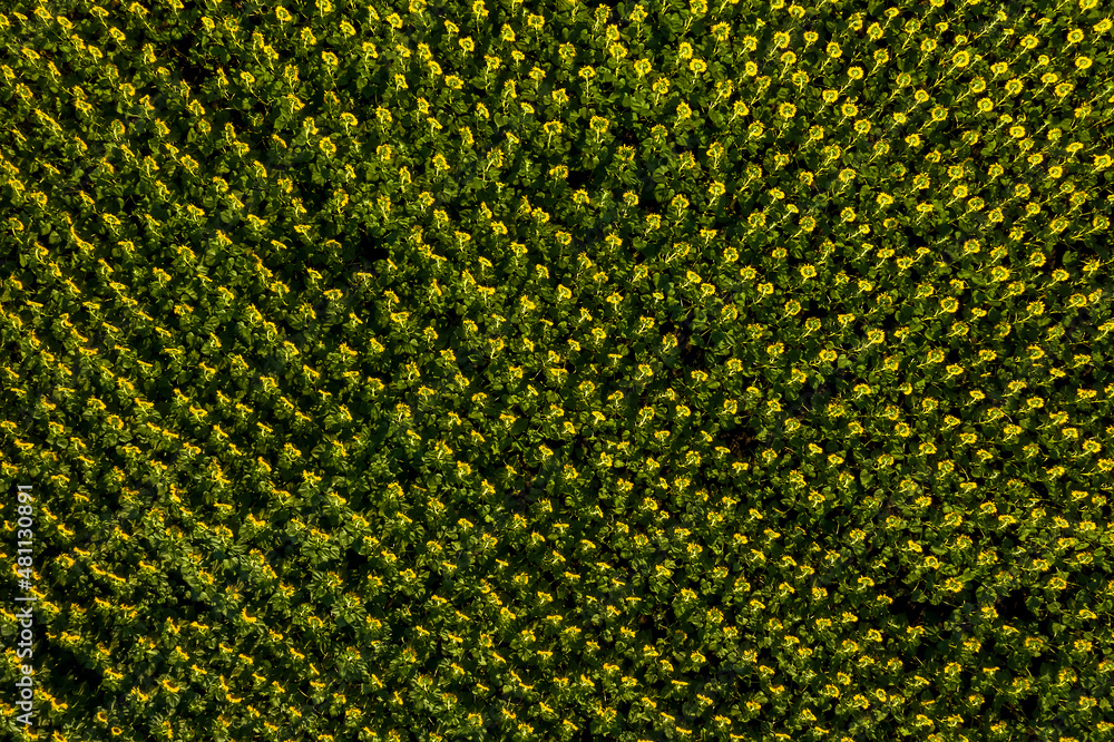 Sunflower fields, geometric landscape. Background. Sunflower fields. Aerial view Sunflower fields, geometric landscape. Background. Sunflower fields. Aerial view