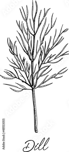 Dill - sketchy hand-drawn vector illustration  