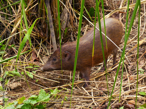 An endangered Pygmy Hog (Porcula salvania) at the conservation centre at Nameri.