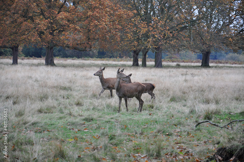 Wild deer in the woods 