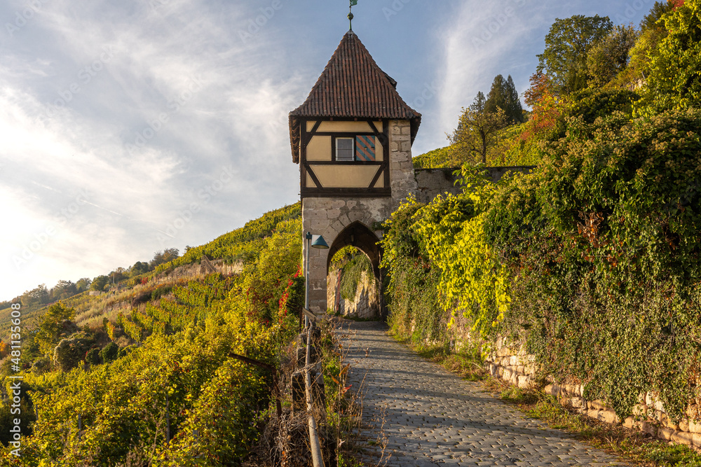 Obraz premium scenic view of historic vineyards and halftimber tower in late summer in Esslingen am Neckar germany from neckarhalde