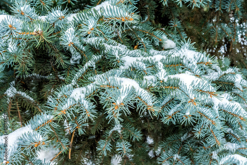 Branches of a blue spruce in the snow after a snowfall. Winter nature