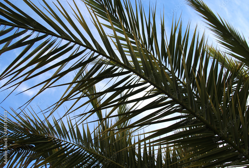 Beautiful palm branches over blue sky Beautiful palm branches over blue sky