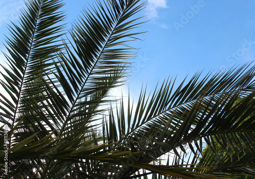 Beautiful palm branches over blue sky
