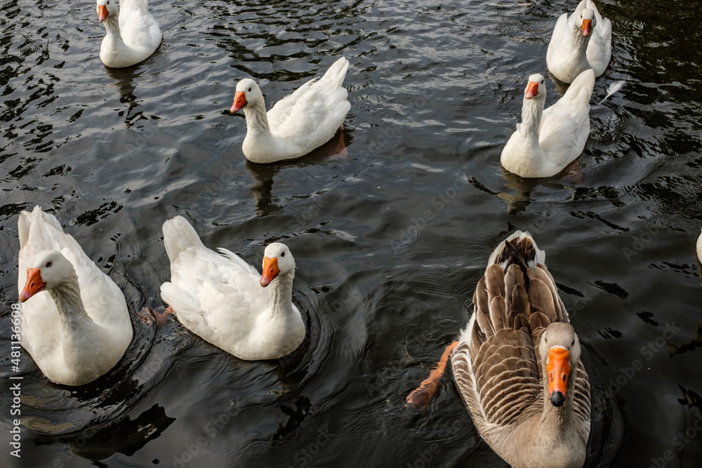 Obraz premium Amsterdam The Netherlands