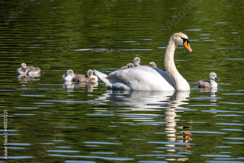 Mute swan family  Cygnus olor swimming on a lake. Mother with babies