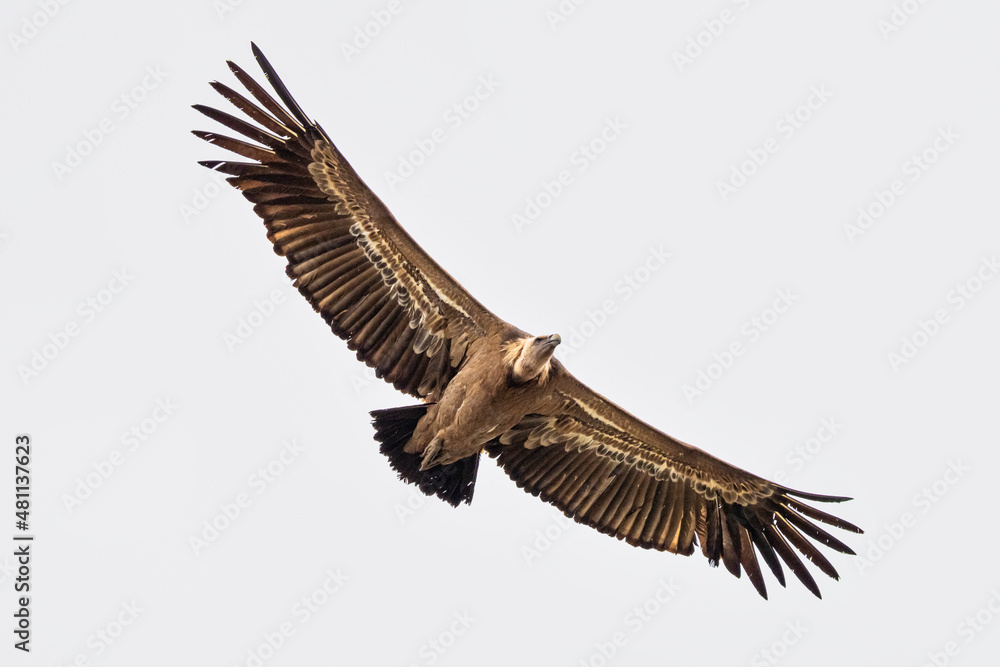 Obraz premium Griffon vulture, Gyps fulvus in Monfrague National Park. Extremadura, Spain