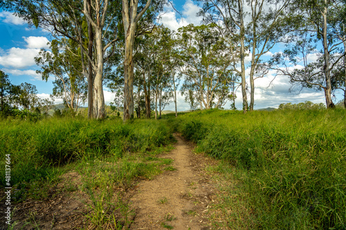 Forest landscape with tall grass in rural South East Queensland