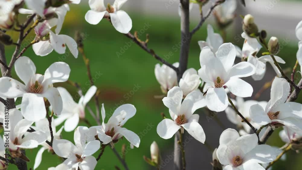 Beautiful springtime 4k stock video landscape. Close-up view footage of sunny branches of spring trees blooming with white fresh young flowers and green leaves. Abstract natural background Beautiful springtime 4k stock video landscape. Close-up view footage of sunny branches of spring trees blooming with white fresh young flowers and green leaves. Abstract natural background