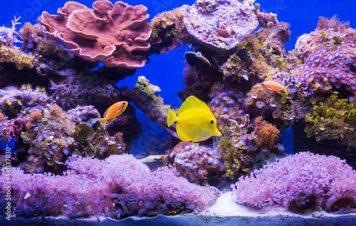 Fototapeta Naklejka Na Ścianę i Meble -  Aquarium fish Yellow surgeon fish among corals. (Latin Zebrasoma flavescens).
 Zebrasoma sailing yellow, which is also called yellow surgeon fish, naturally lives in the warm waters of the Pacific Oce