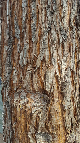 Bark of  Black locust tree (Robinia pseudoacacia)