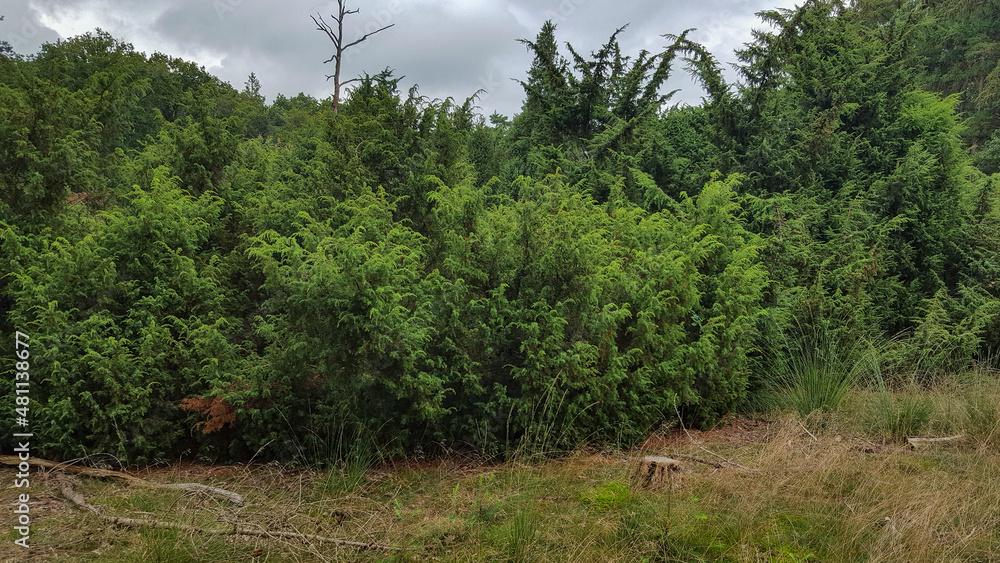 Bushes of Common juniper (Juniperus communis)