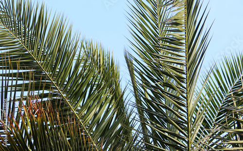 Beautiful palm branches over blue sky photo