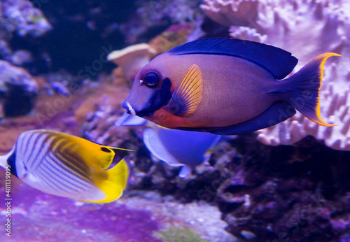 Chocolate surgeon fish (Acanthurus pyroferus). The adult fish has a brown body with an orange spot just above the base of the pectoral fin.The caudal fin with long extreme rays is bordered by a brigh