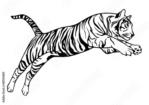 Fototapeta Naklejka Na Ścianę i Meble -  Jumping tiger - vector tattoo, hand-drawn illustration.
Japanese chinese vector design set tiger 2022. New year 2022 chinese symbol. Vector illustration on a white background.