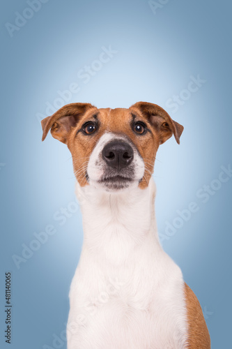 Terrier © rhtierfoto
