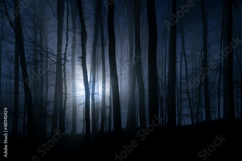 Beech forest with tall trees in Iserlohn Sauerland Germany. Misty and foggy atmosphere on a winter afternoon with low sun flashing though the trunks creating a scary and mystic scene in dark blue wood © ON-Photography