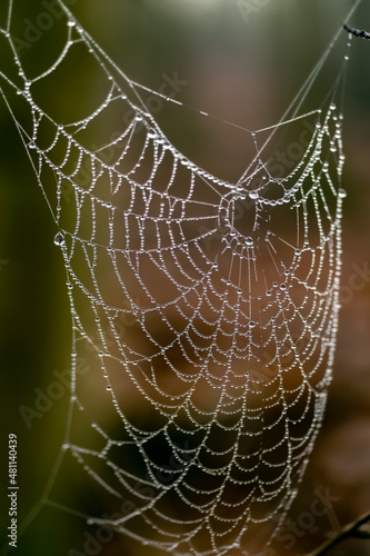 Spider web in forest in Iserlohn Sauerland Germany. Glistening dew or rain drops on nearly invisible silk threads. Close up of water in wet and misty natural surrounding. Symbol for networking.