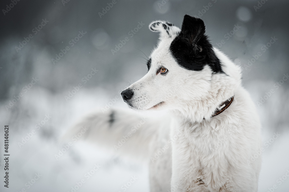 portrait of a dog on a snowy background and with snow on its fur