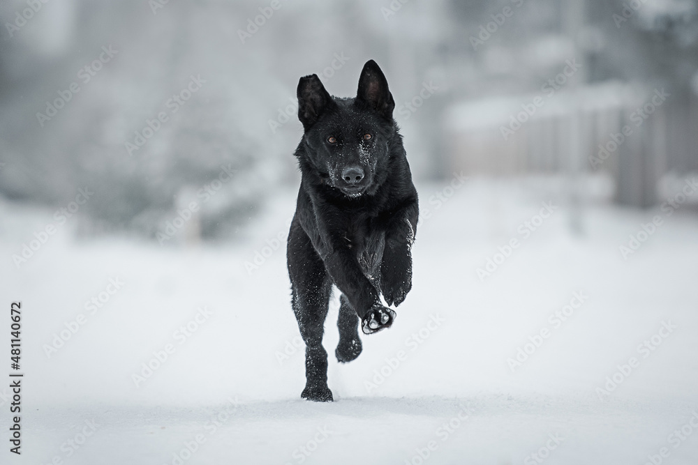 Naklejka premium black dog galloping towards the camera on a snowy road
