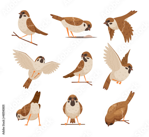Cartoon sparrows. Wild funny animals flying brown birds moving chirp characters exact vector pictures set cute birds