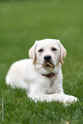 a grown up Labrador puppy lies on the lawn, holding a tree leaf in its mouth. Front paws crossed